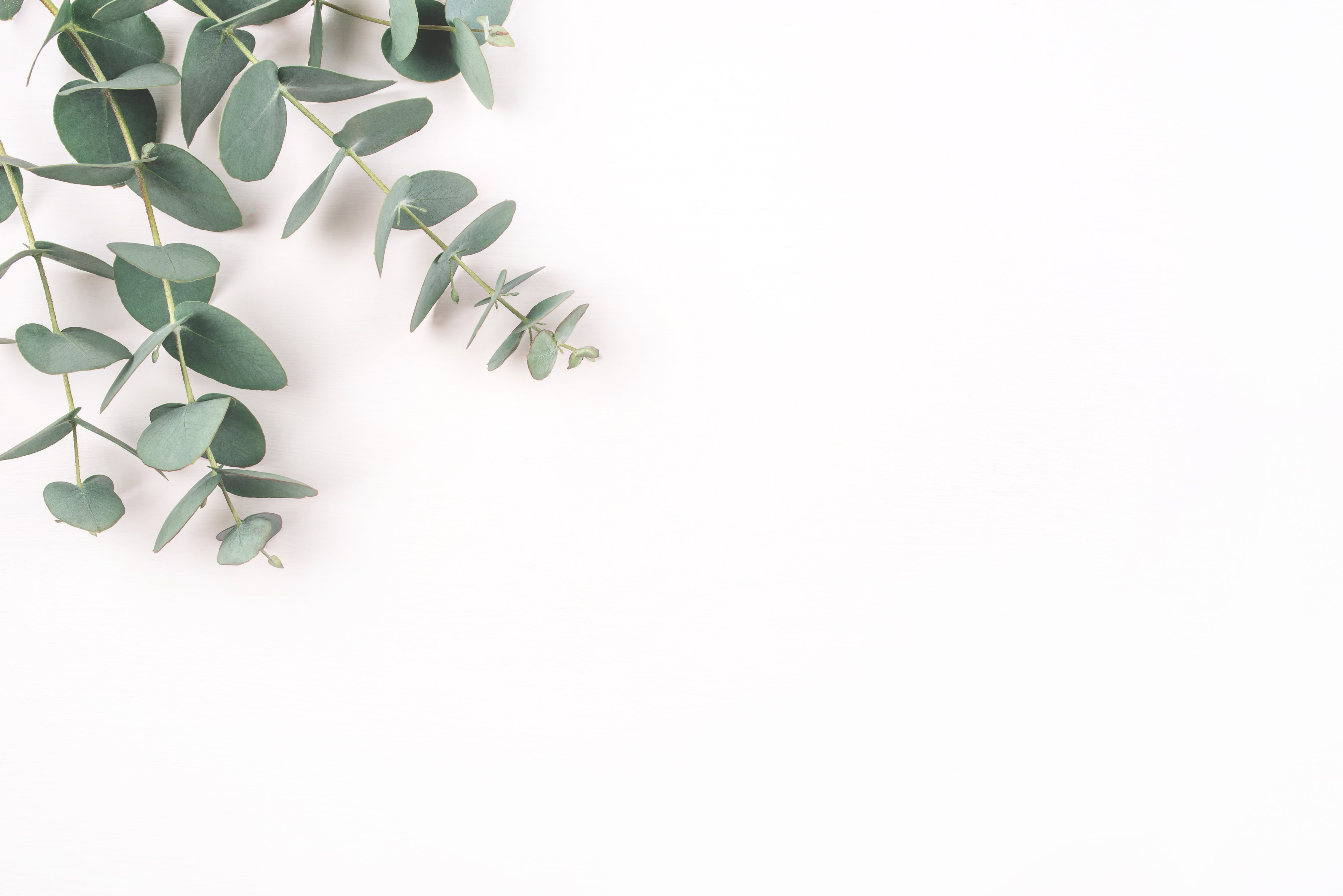 Green Eucalyptus Branches on a White Background